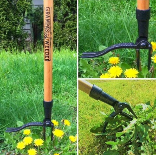 Grampa's Weeder - The Original Stand Up Weed Puller Tool with Long Handle - Made with Real Bamboo & 4-Claw Steel Head Design - Easily Remove Weeds Without Bending, Pulling, or Kneeling. - Image 7