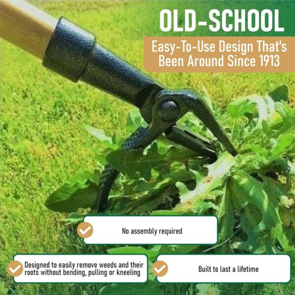 Grampa's Weeder - The Original Stand Up Weed Puller Tool with Long Handle - Made with Real Bamboo & 4-Claw Steel Head Design - Easily Remove Weeds Without Bending, Pulling, or Kneeling. - Image 3